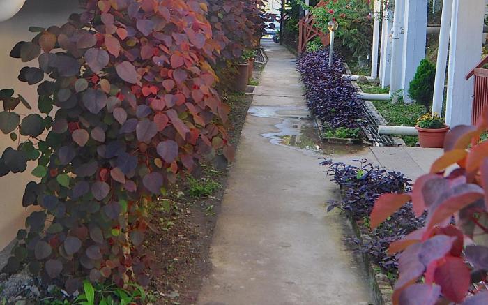 Nabalu Kundasang Lodge