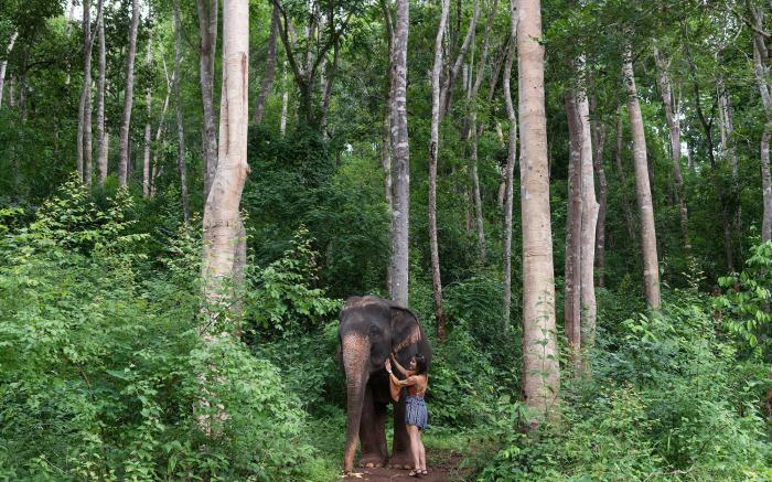 Chiang Mai Elephant Friends