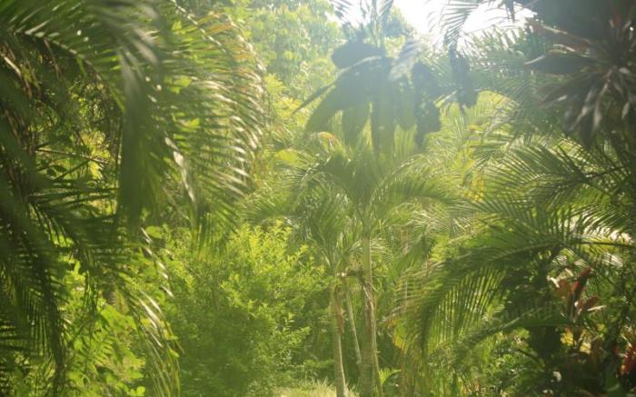 Tropical Bliss Bed and Breakfast