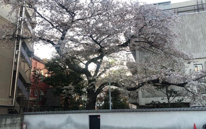 Ueno Area New Cozy Apartment  Room 103 