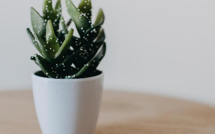 Best House Nirvana Patra