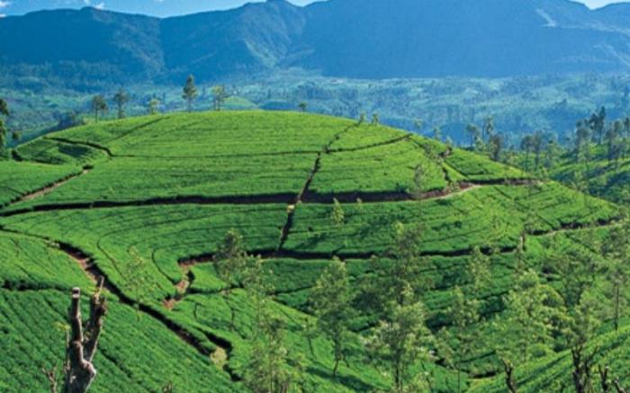 Redwood Inn Nuwara Eliya