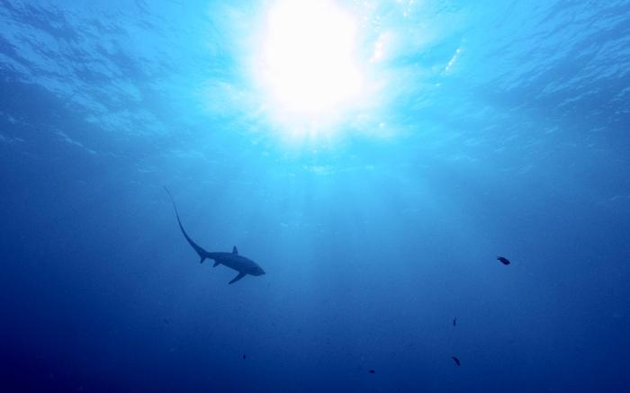 The Sharks Tail Dive Resort