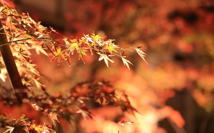 Aoi Suites at Nanzenji Modern & Traditional Japanese Style