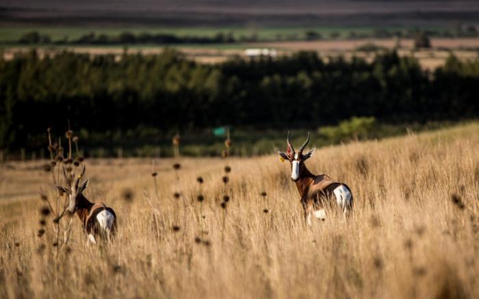 Kwetu Guest Farm