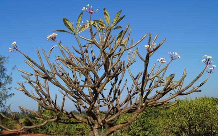 Kinara Stay - Kumta