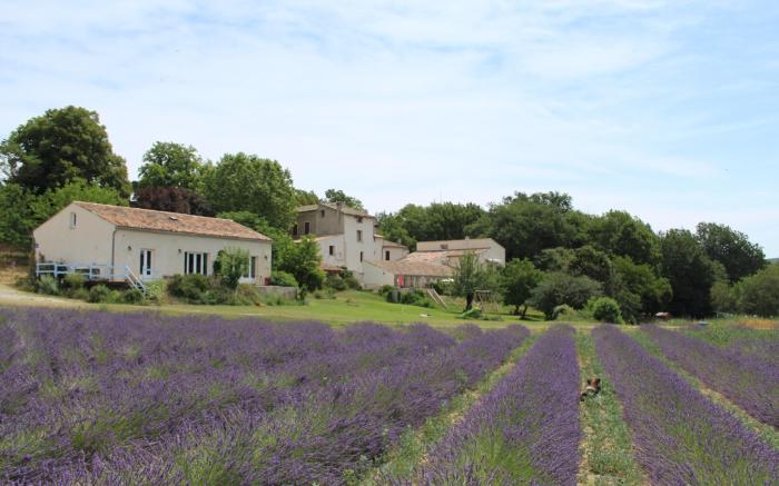 Les Ânes de Forcalquier