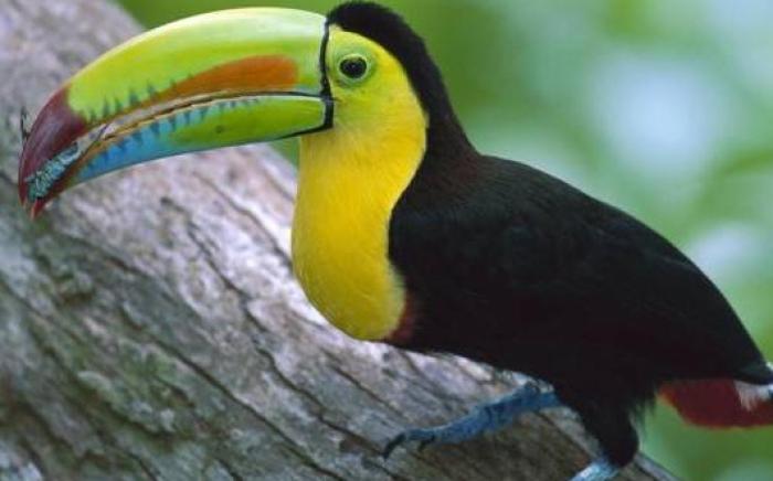 Chan-Kah Resort Village