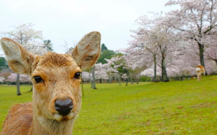 Hotel Nikko Nara