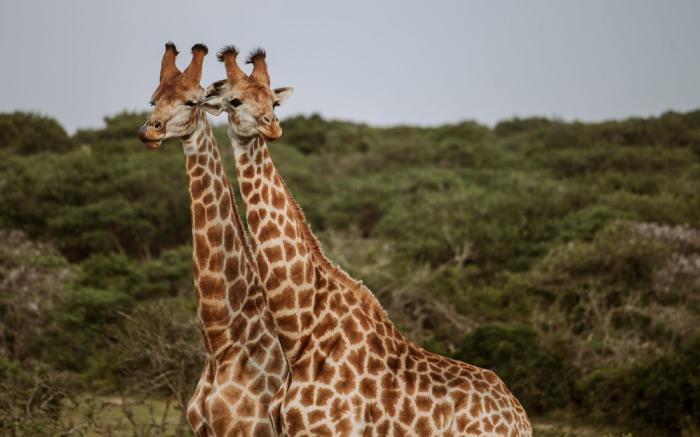 Bush Lodge (Amakhala GR)