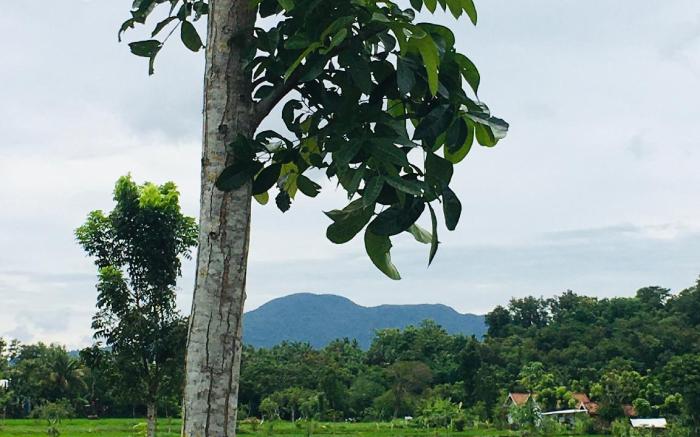 Tommy  Homestay
