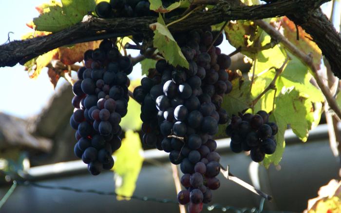 Cozy Nature Stay in Diois