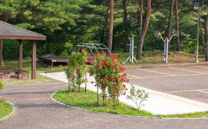 Gangneung Yasaenghwa Maeul