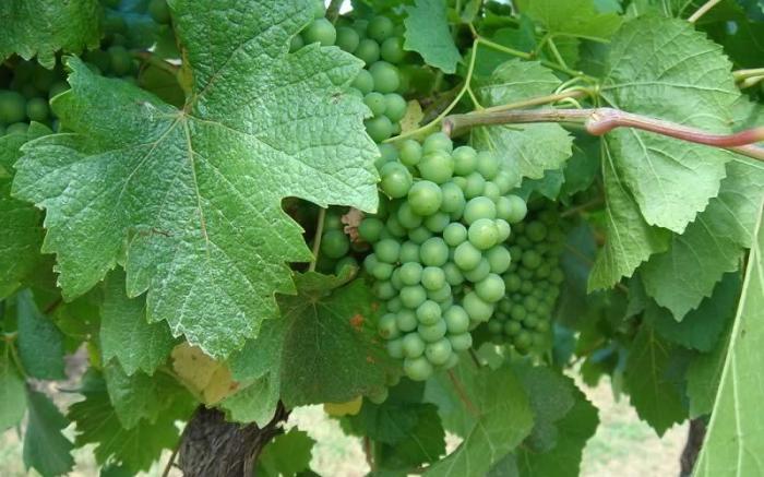 Adina Vineyard Accommodation