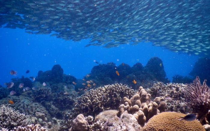 Quo Vadis Dive Resort