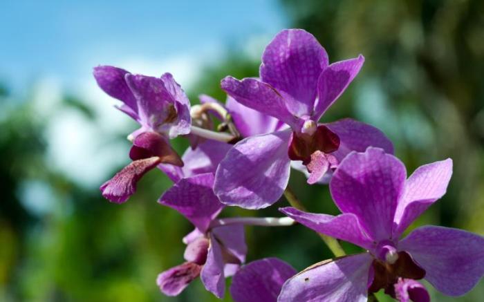 1000 Dream Bungalow & Restaurant