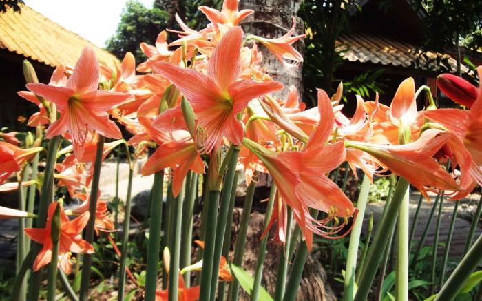 Areeyaphuree Resort Thaton