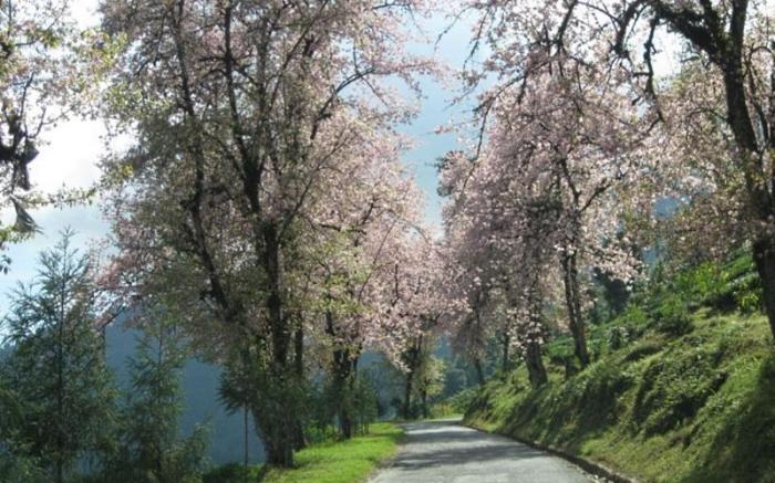 Cherry Resort South Sikkim