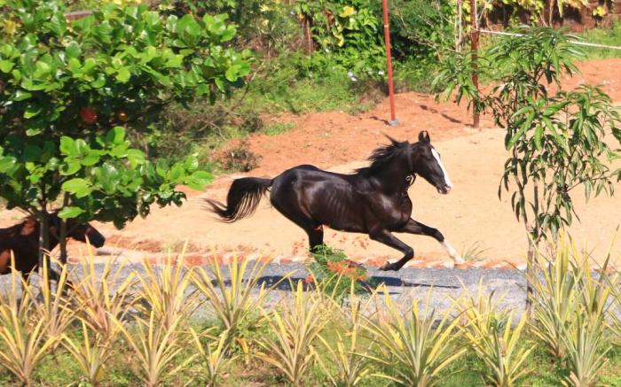 Shivaaz Holiday Farms - Near Mopa Airport Goa