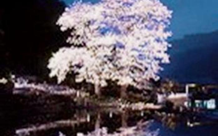 Gero-Onsen Business Hotel Fukiya