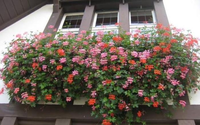Boutique Hotel Waldhaus beider Basel