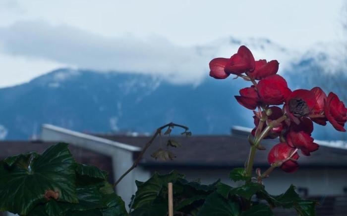 Pensiunea Muntele Rece