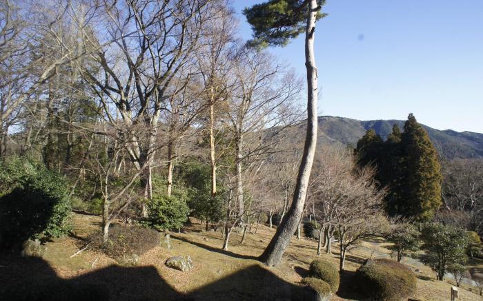 Wisterian Life Club Verde no Mori