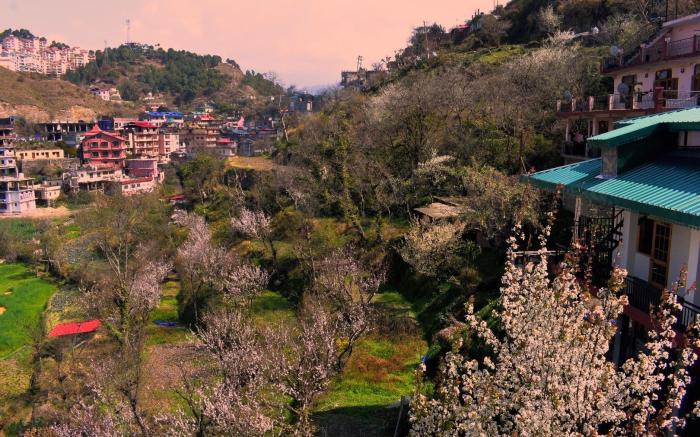OrchidHomestay Kandaghat