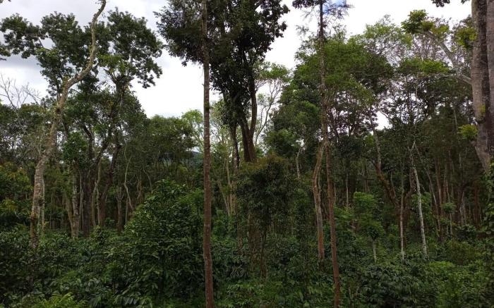 Greenacres Tree House