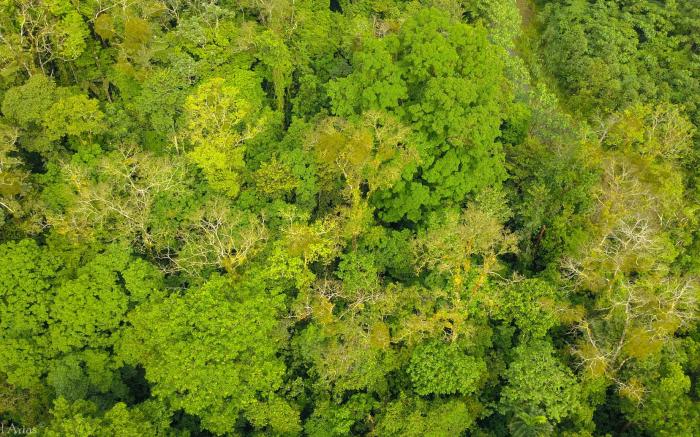 Chilamate Rainforest Eco-retreat 