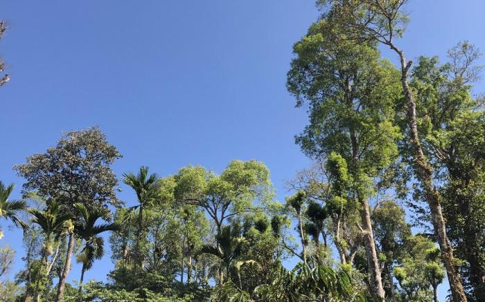 Amberleaf Estate 4BHK Homestay -Coorg by Homeyhuts