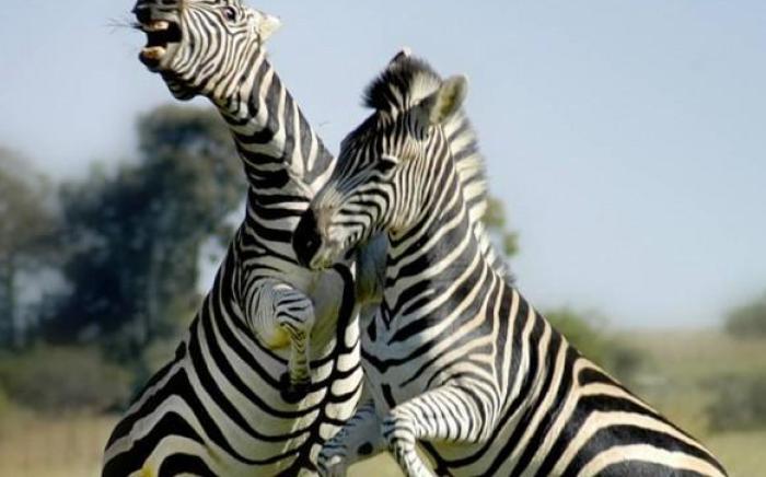Sediba Luxury Safari Lodge