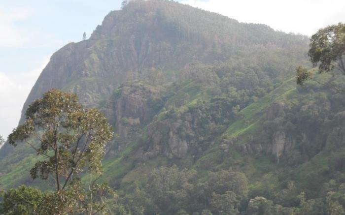 Tea Garden Holiday Inn