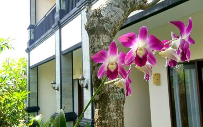 Dwiputra Guest House, Canggu