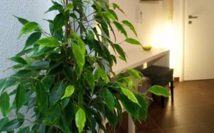 Affittacamere B&B Carella
