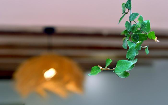 Summer Stay - Đà Lạt