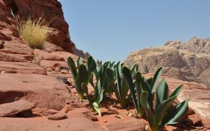 Bedouin Lifestyle Camp