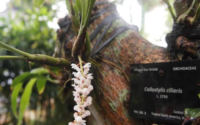Yulia Village Inn Ubud