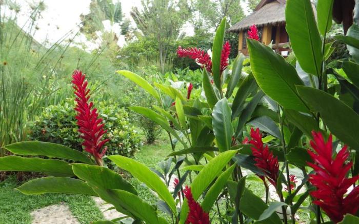 Pura Vida Pai Resort