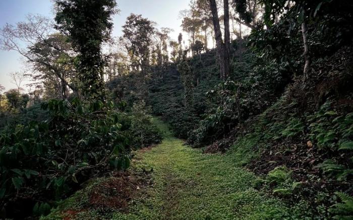 Choorimotte Homestay