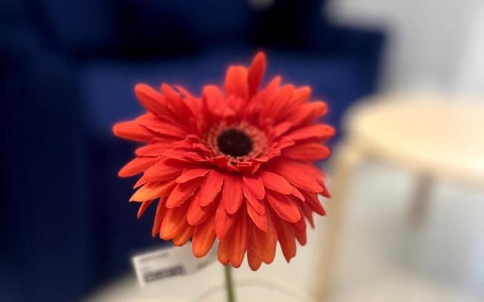 La Valentine 1 BHK Apartment