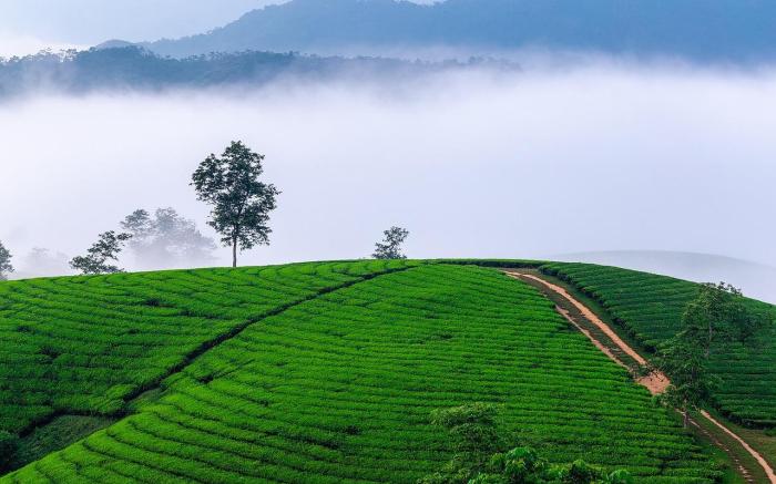 Misty Wonders