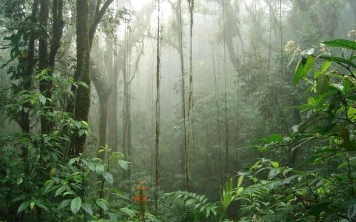 Monteverde Ecolodge