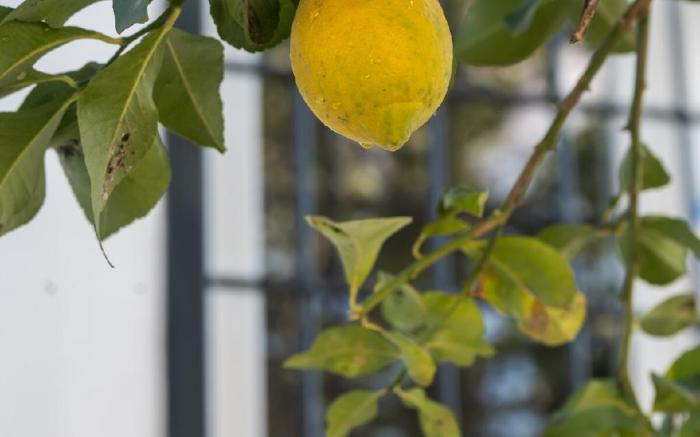 Lemon Suites Lunario