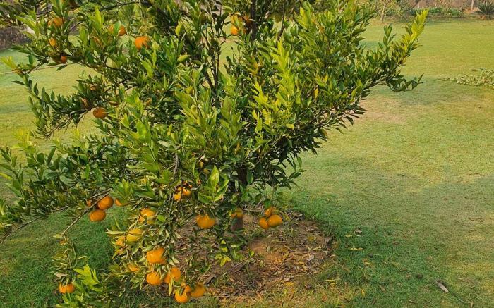 BnBBuddy FarmHouse,Gurugram