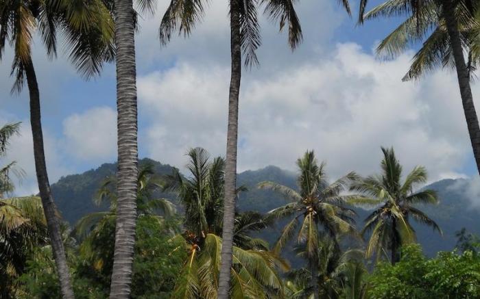 Rhipidura Bungalows