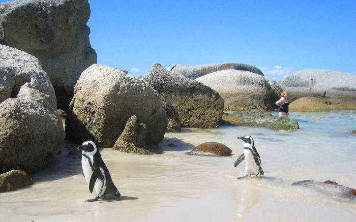 Penguinden Accommodation and Apartments