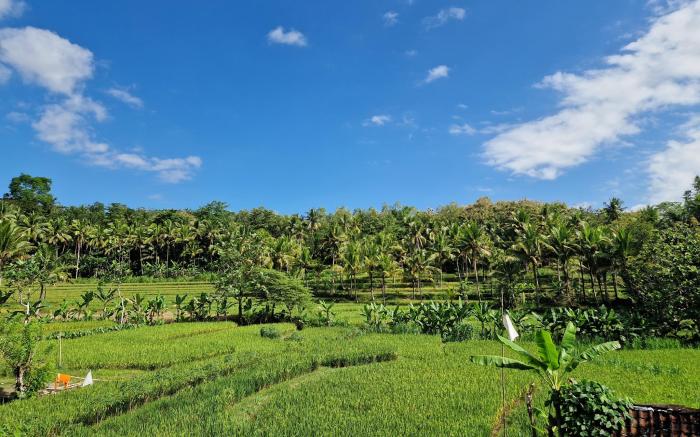 Villa Norwegia -pool with panorama rice field view