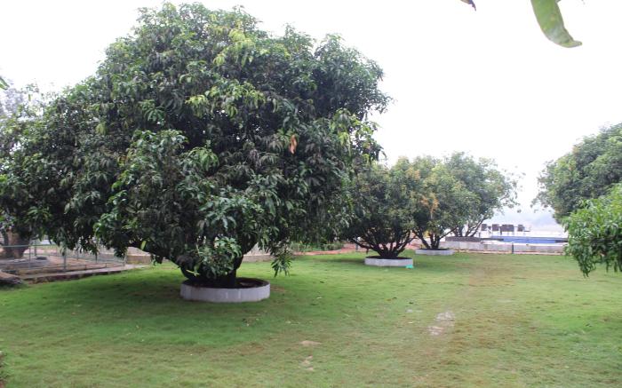 Mango Leaf Lake Resort