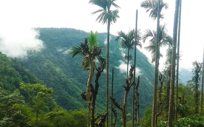 Tropical camping